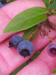 Vaccinium angustifolium image