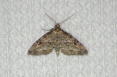 Melanomma auricinctaria