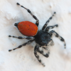 Phidippus kastoni