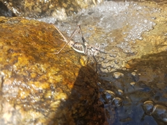 Paratlanticus ussuriensis