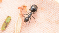 Dolichoderus taschenbergi