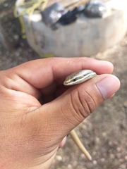 Marisora lineola
