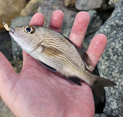 Photo of Sailor's choice (Haemulon parra)