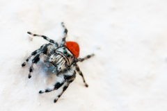 Phidippus kastoni