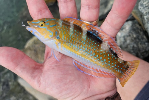 Alaya (Halichoeres radiatus) — Labridae — 3