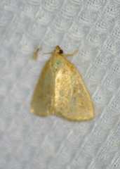 Protodeltote albidula