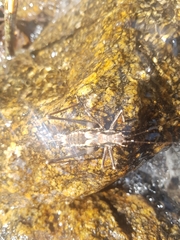 Paratlanticus ussuriensis