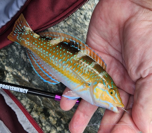 Photo of Puddingwife wrasse (Halichoeres radiatus)