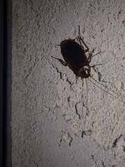 Periplaneta americana