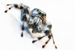 Phidippus kastoni