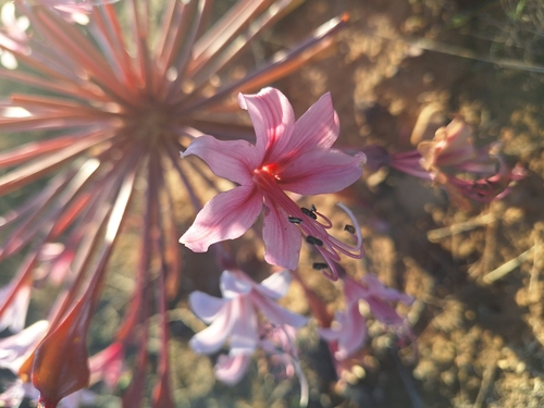 Brunsvigia bosmaniae