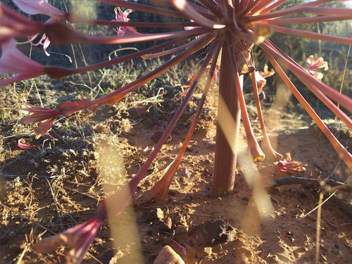 Brunsvigia bosmaniae
