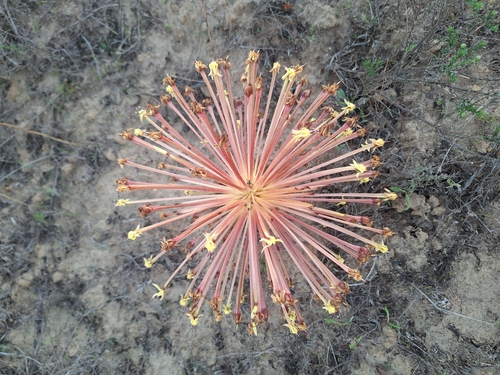 Image of Crossyne flava by (c) Adele SL, some rights reserved (CC BY)