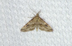Melanomma auricinctaria