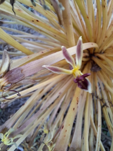 Image of Crossyne flava by (c) Adele SL, some rights reserved (CC BY)