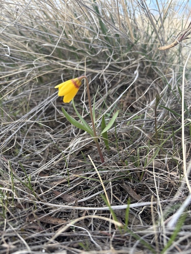 iNaturalist observation 2025-04-08