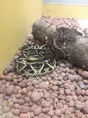 Bothrops jararacussu