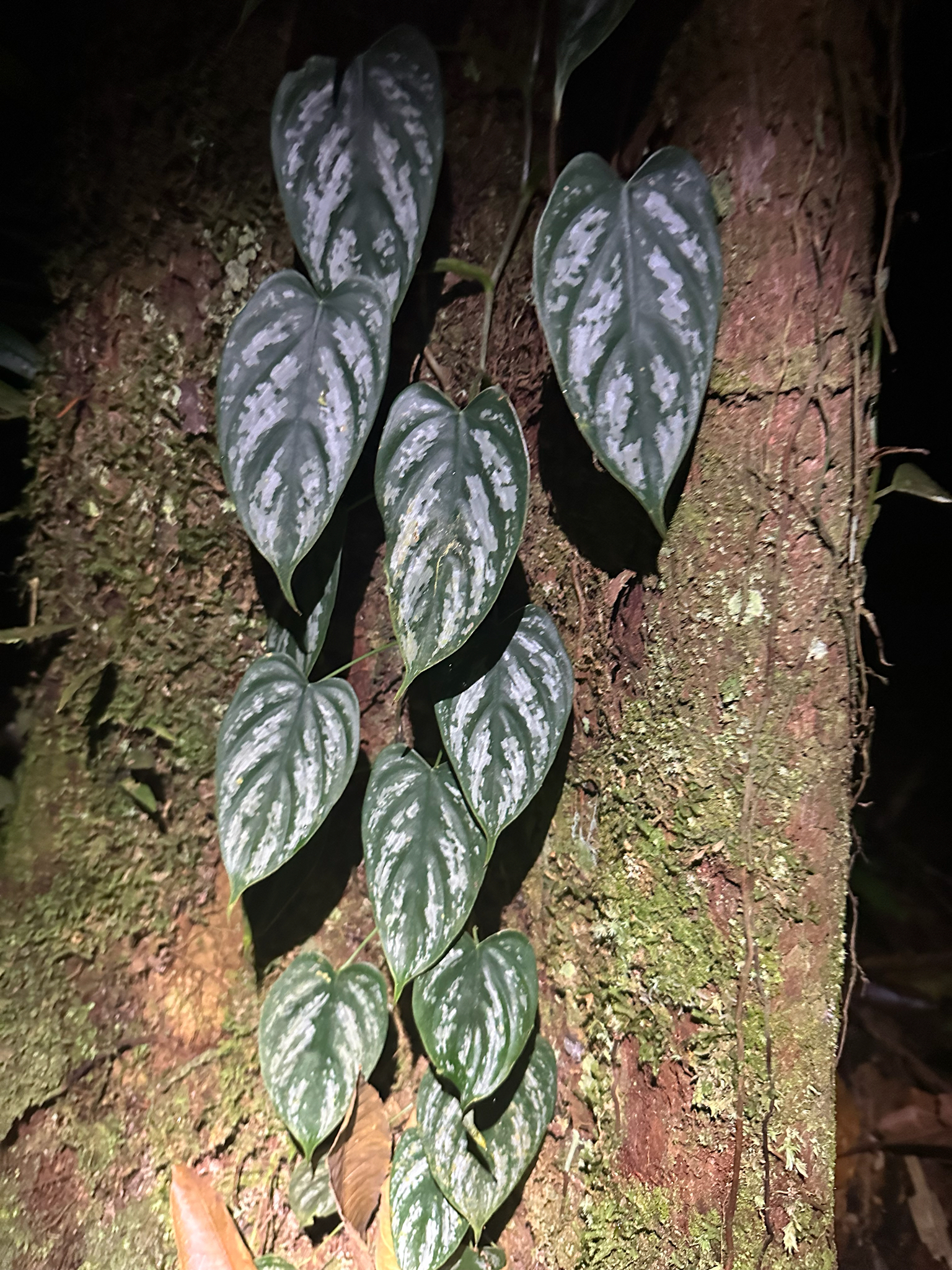 Philodendron brandtianum  iNaturalist