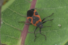 Lygaeus kalmii angustomarginatus