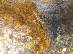 Paratlanticus ussuriensis