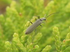 Dichelotarsus piniphilus