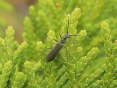 Dichelotarsus piniphilus