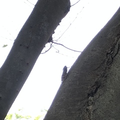 Graptopsaltria nigrofuscata