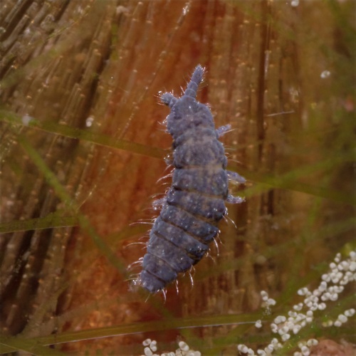 Ceratophysella armata