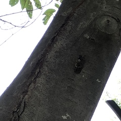 Graptopsaltria nigrofuscata