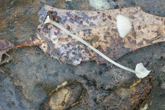 Mycena stylobates