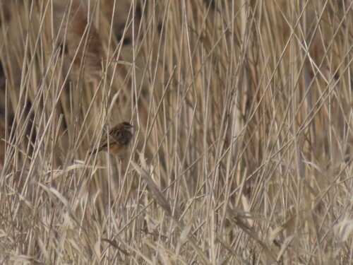 Zitting Cisticola, Hilversum, Netherlands, photo 9 of 10