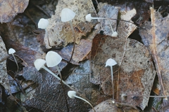 Mycena albiceps