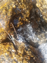 Paratlanticus ussuriensis