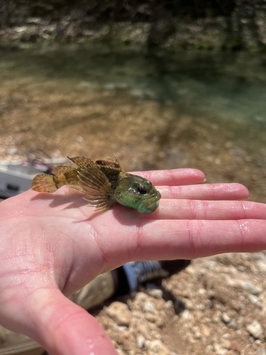 Knobfin Sculpin