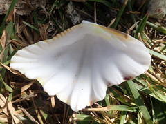 Hippopus hippopus