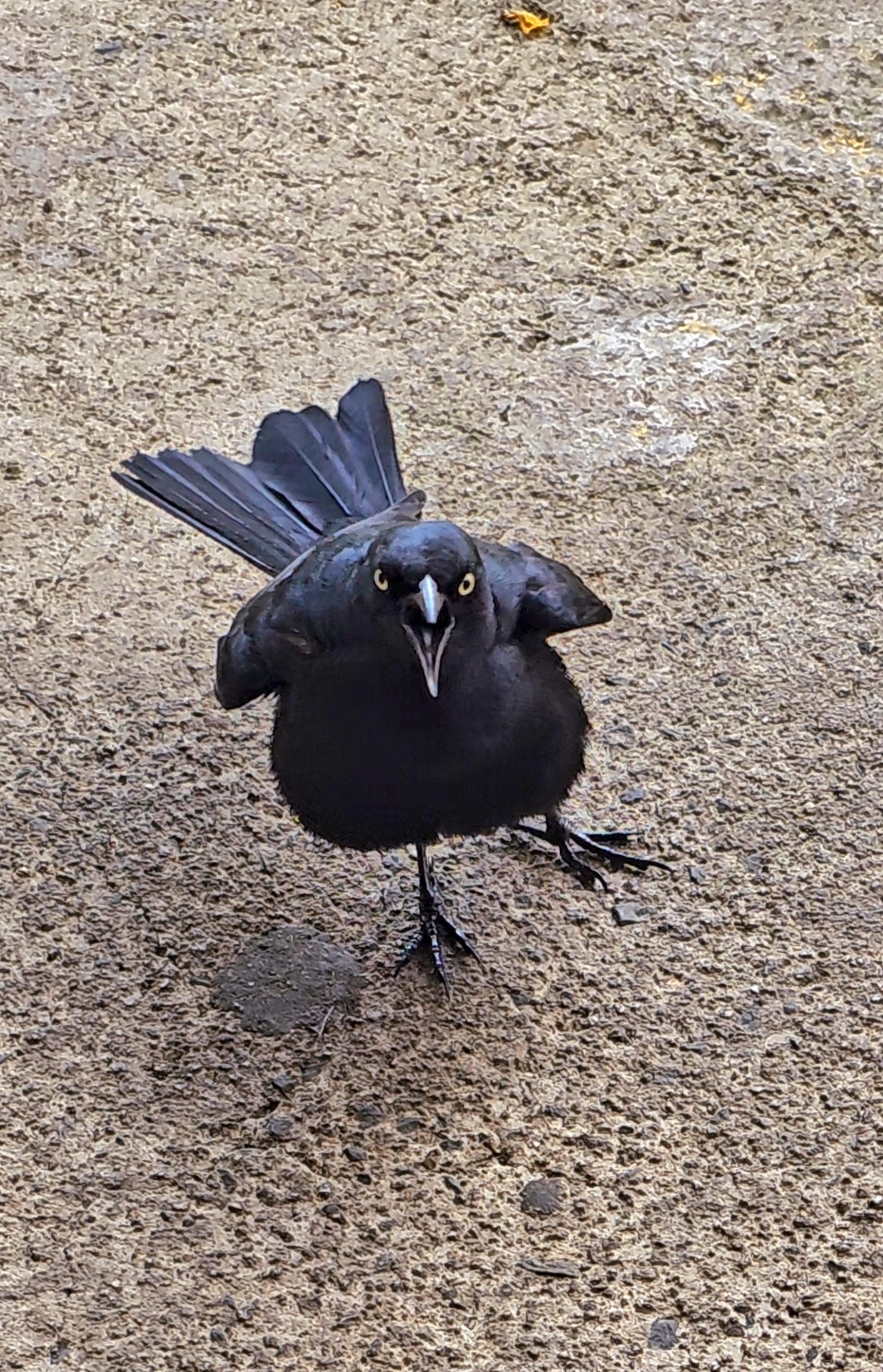 Greater Antillean Grackle illustration