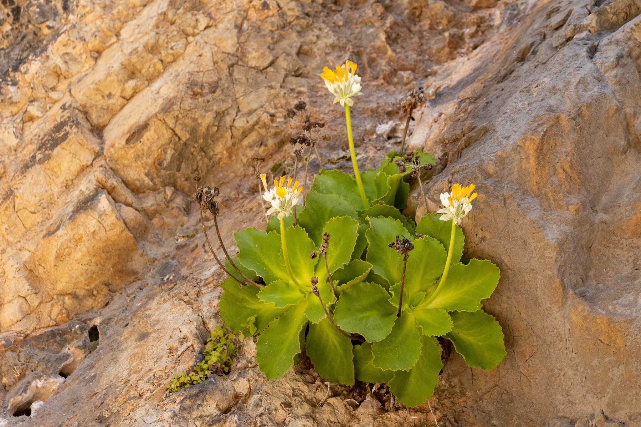 Imagem de Primavera