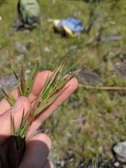 Dichanthelium implicatum