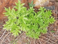 Psacalium platylepis