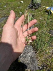 Dichanthelium implicatum