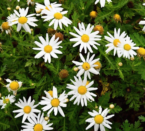 Argyranthemum broussonetii, photograph 4