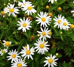 Argyranthemum broussonetii, photograph (c) milan kořínek, some rights reserved (CC BY)