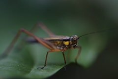 Nisitrus
