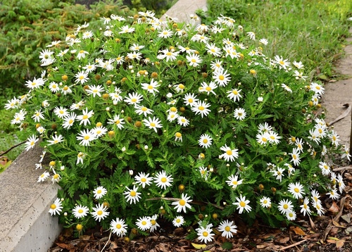 Argyranthemum broussonetii, photograph 5