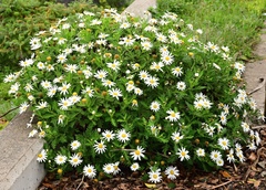Argyranthemum broussonetii, photograph (c) milan kořínek, some rights reserved (CC BY)