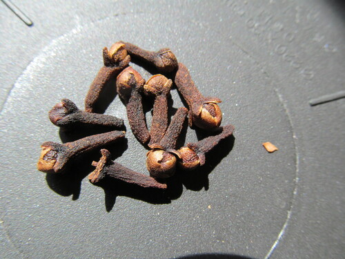Syzygium aromaticum iNat (1)