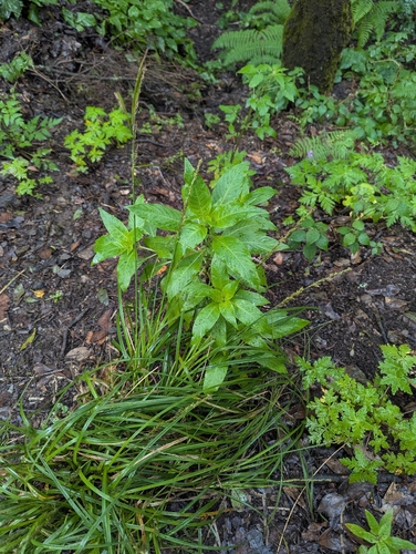 Carex canariensis, photograph 4