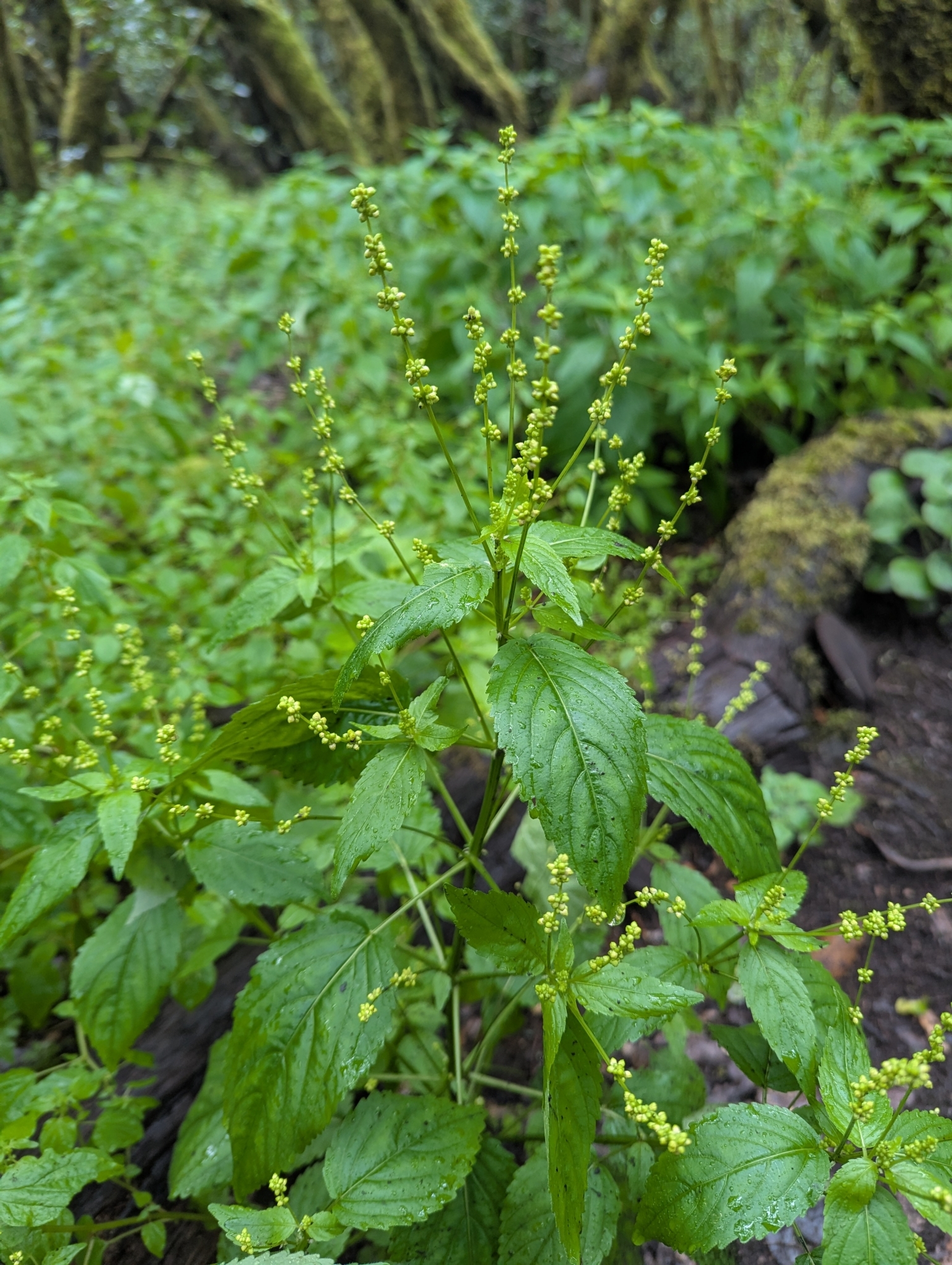 Mercurialis canariensis