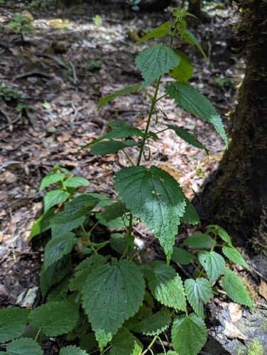 Image of Urtica morifolia by (c) Sam Thomas, some rights reserved (CC BY)