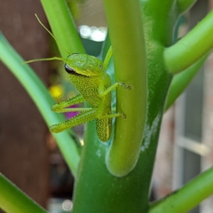 Cyrtacanthacridini